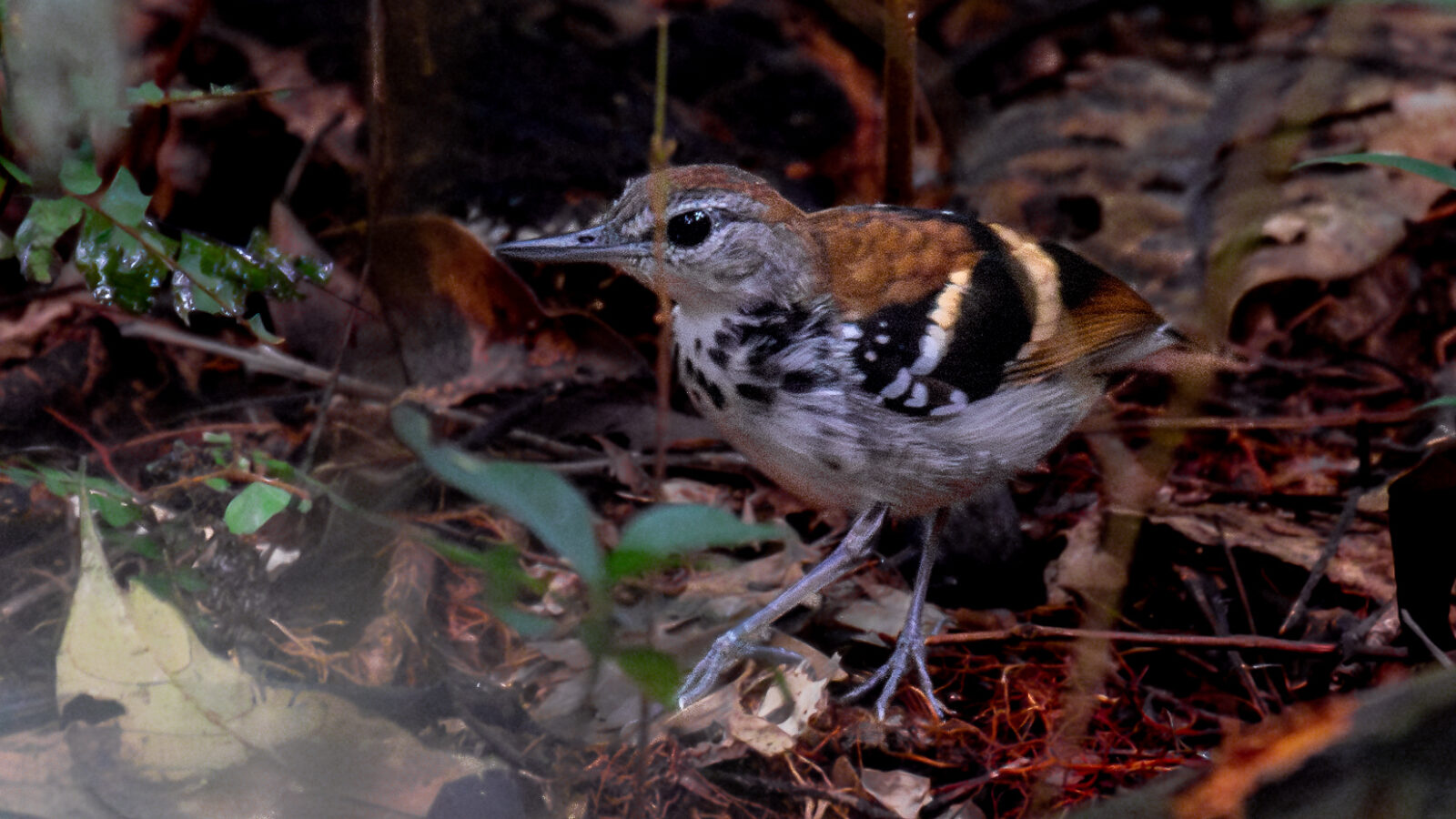 Banded Antbird