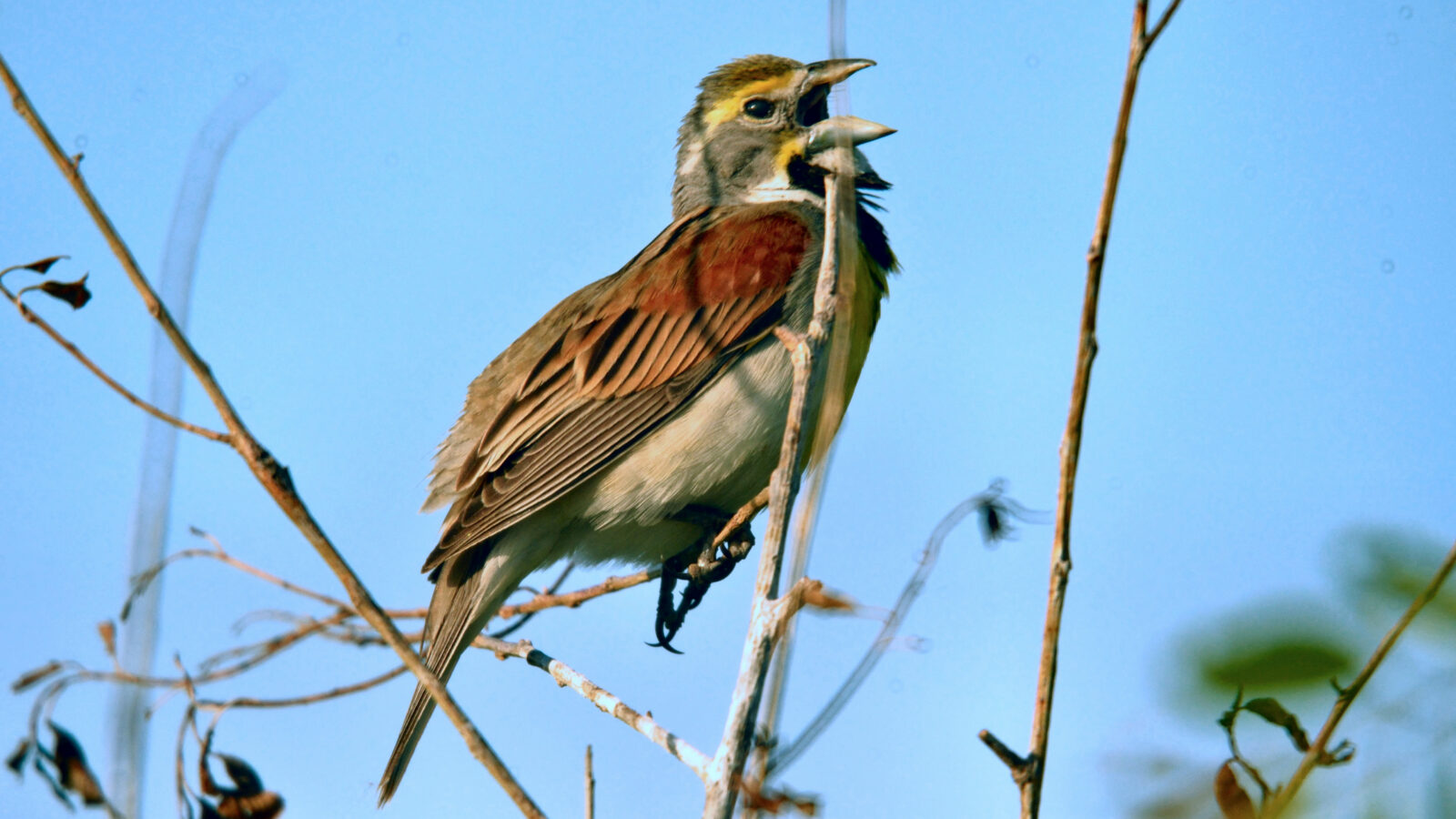Dickcissel