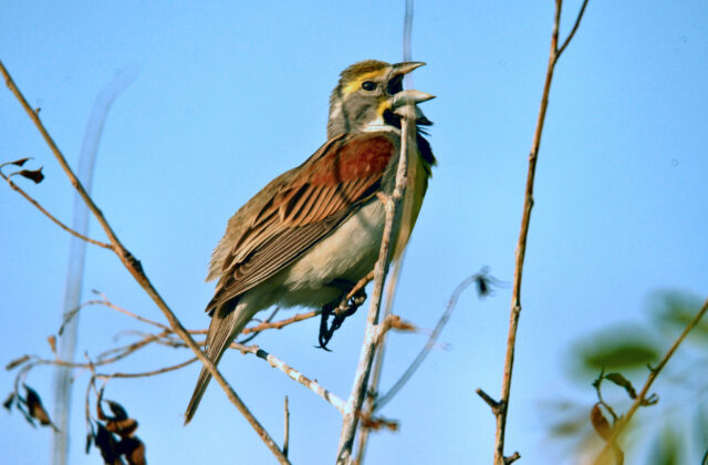 Dickcissel