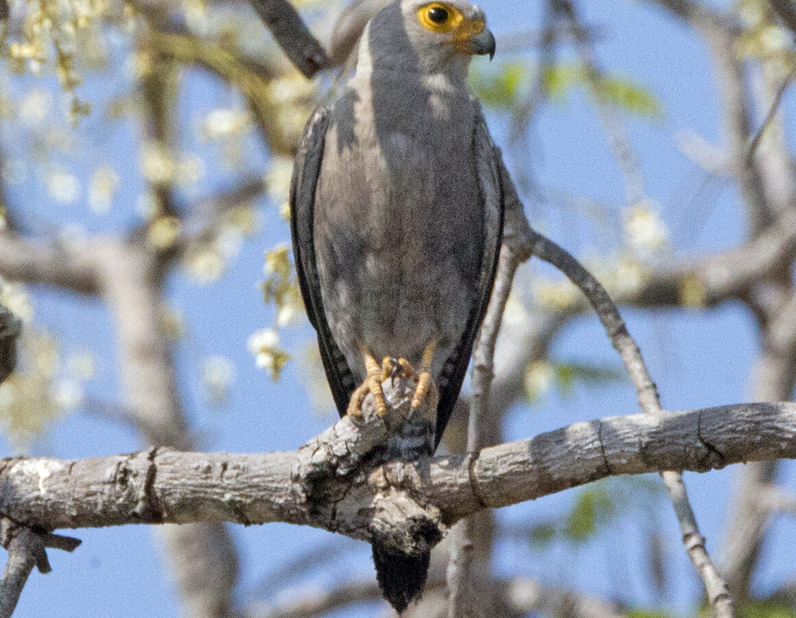 Dickinson’s Kestrel