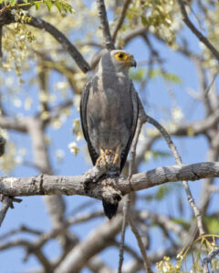 Dickinson’s Kestrel