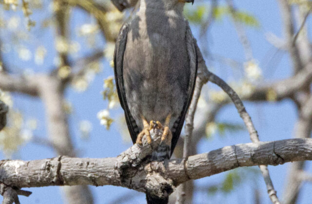 Dickinson’s Kestrel