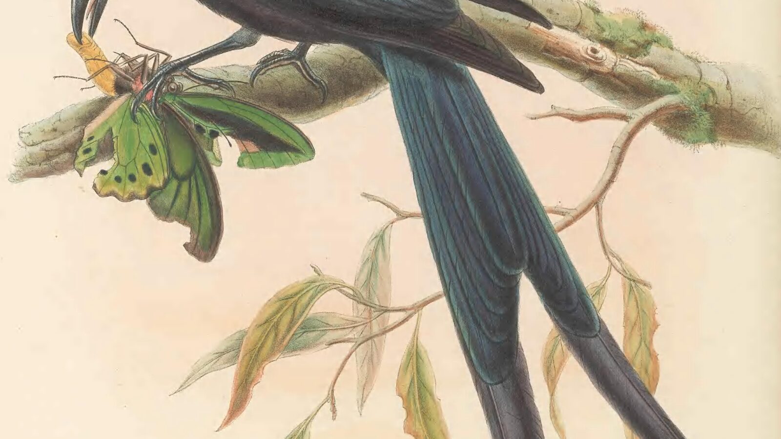 Paradise Drongo
