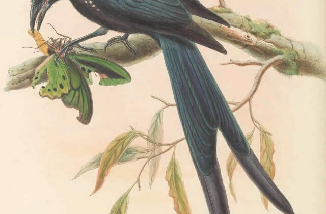 Paradise Drongo