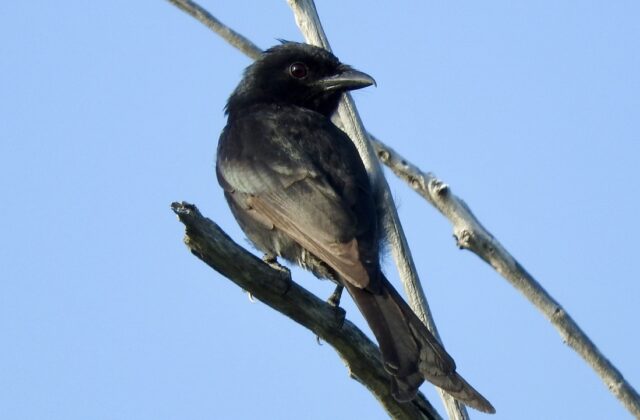 Aldabra Drongo