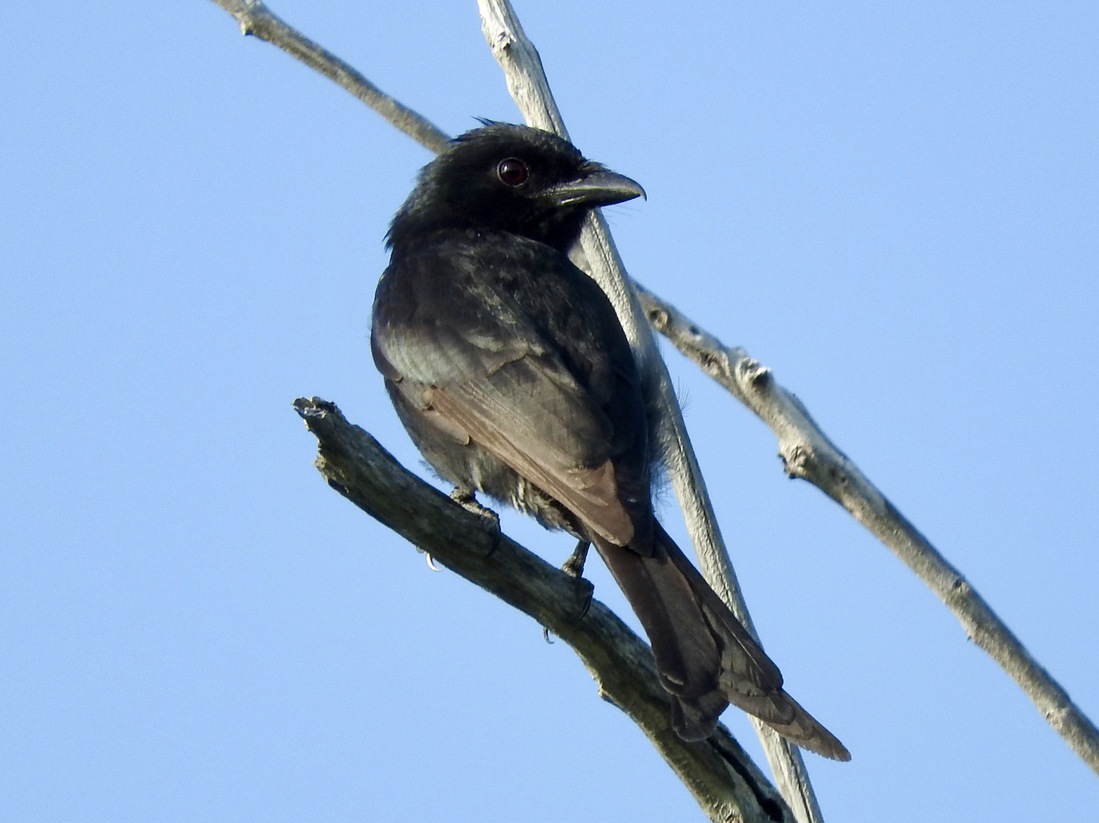 Aldabra Drongo