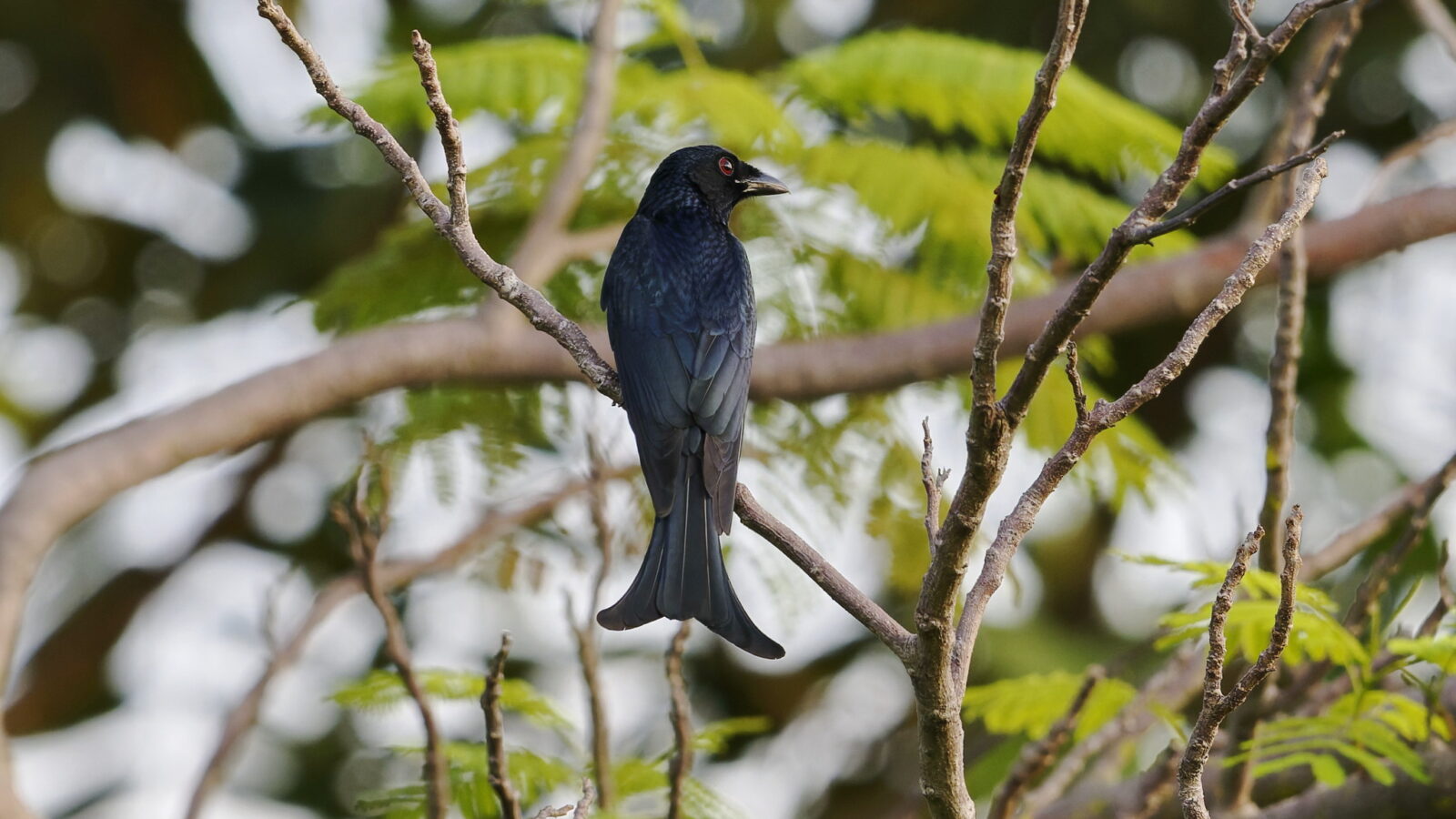 Crow-billed Drongo