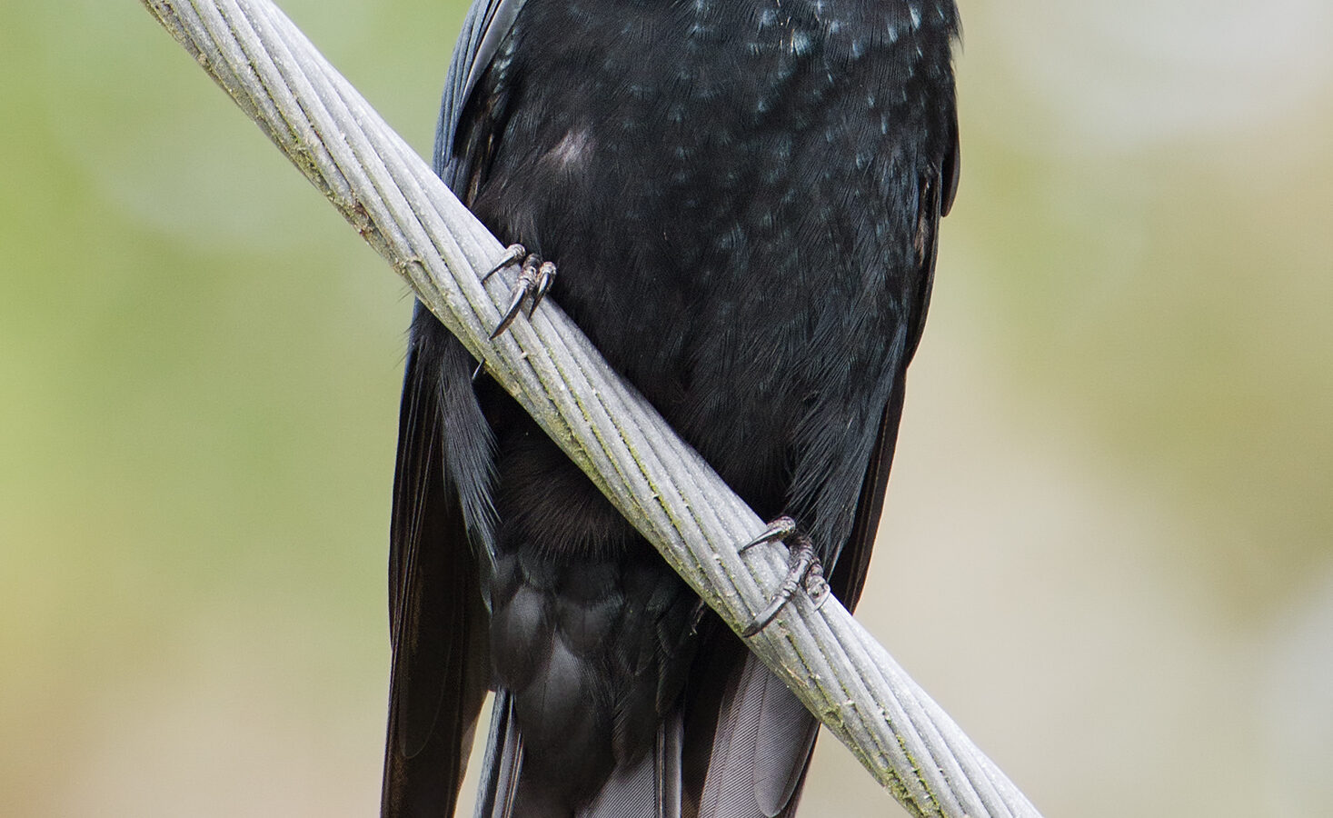 Spangled Drongo