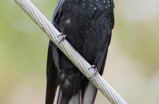 Spangled Drongo