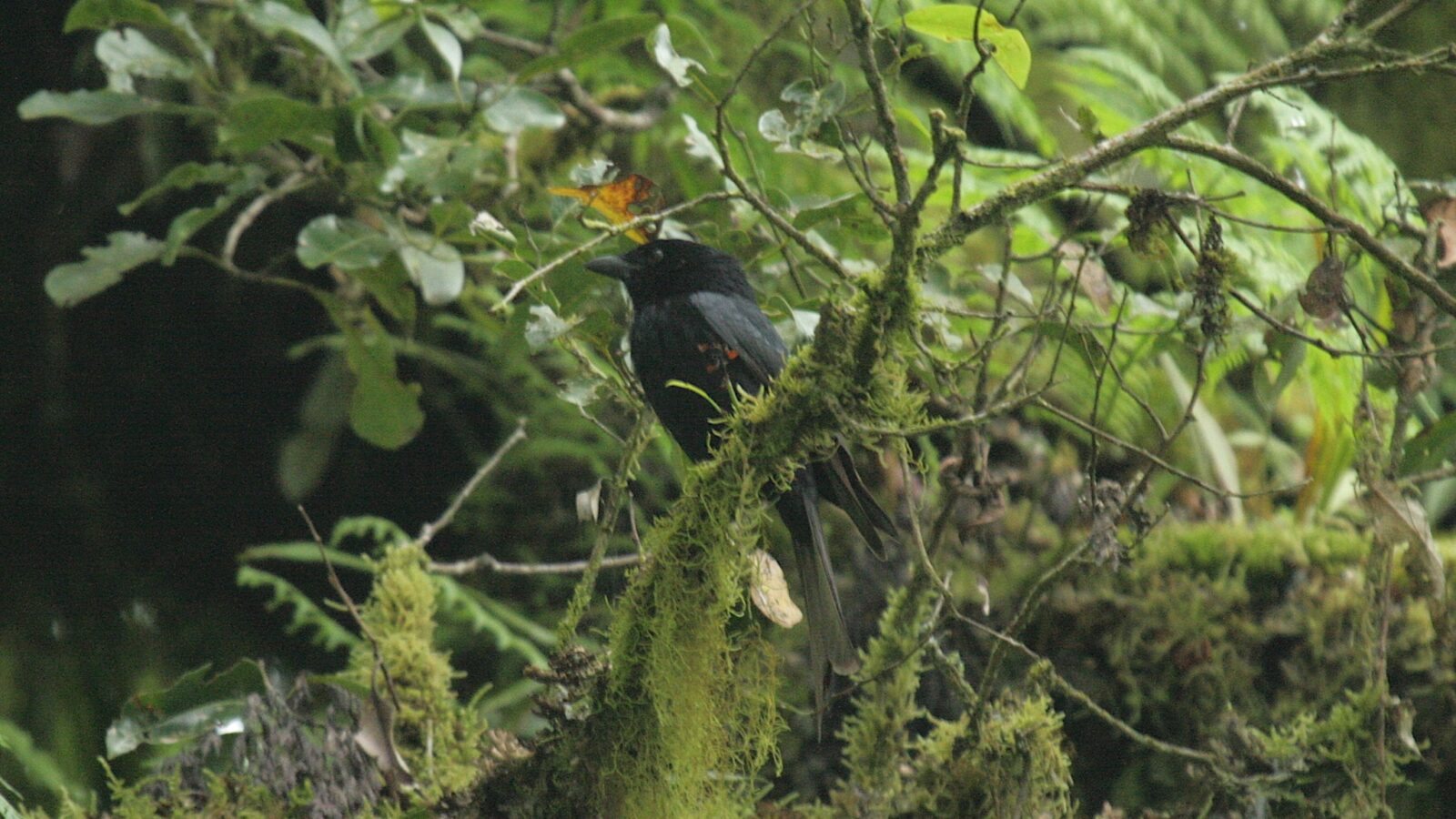 Grande Comore Drongo