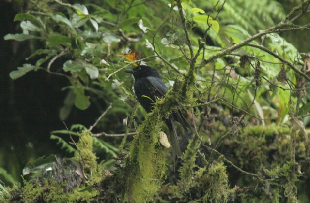 Grande Comore Drongo