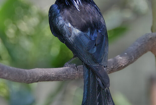 Hair-crested Drongo