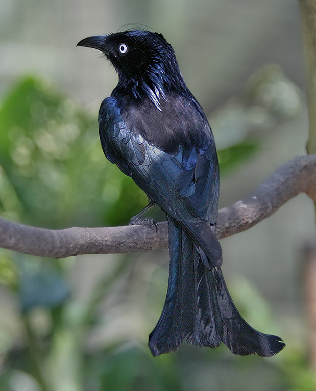 Hair-crested Drongo