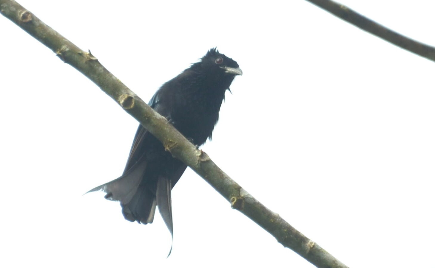 Sulawesi Drongo