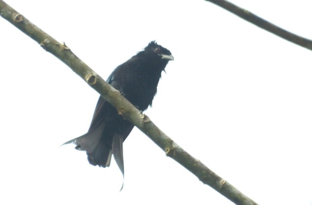 Sulawesi Drongo