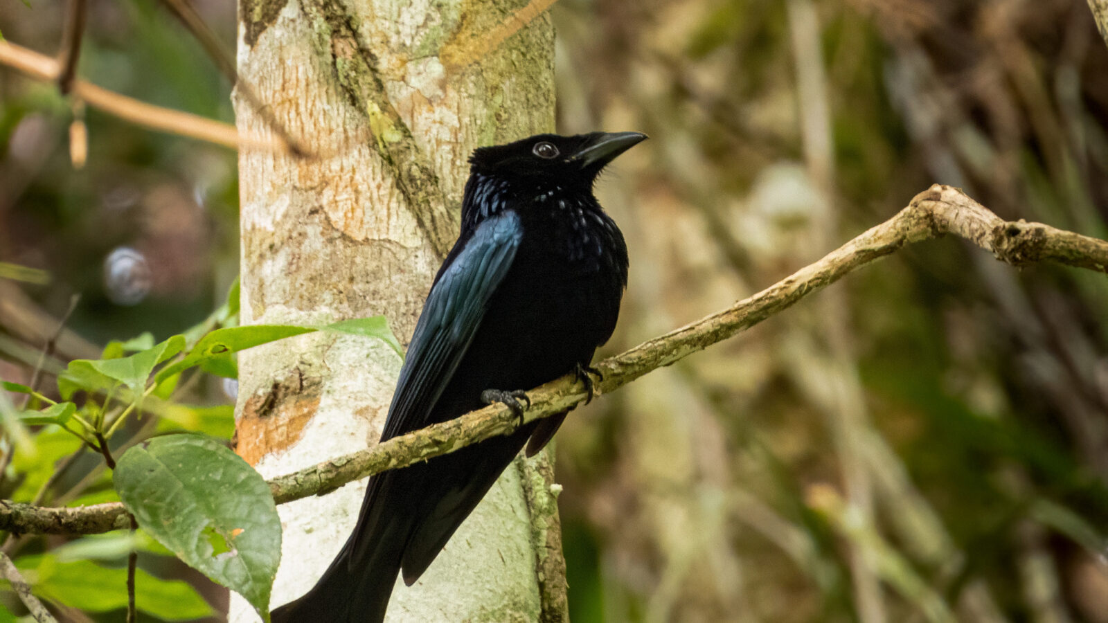 Sumatran Drongo