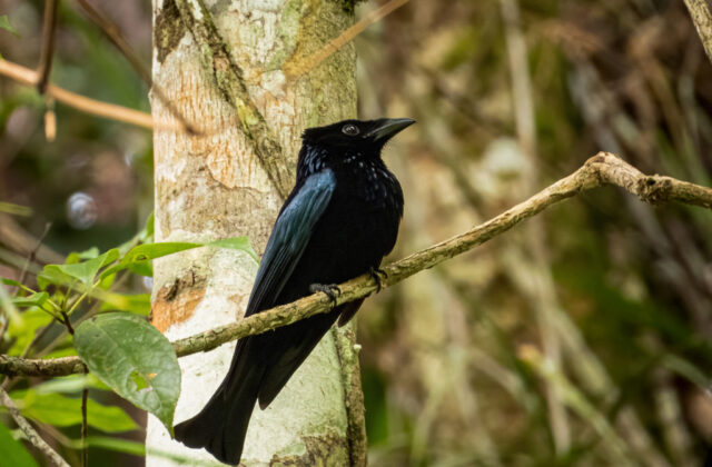 Sumatran Drongo