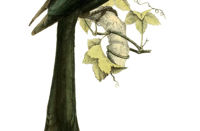 Mayotte Drongo