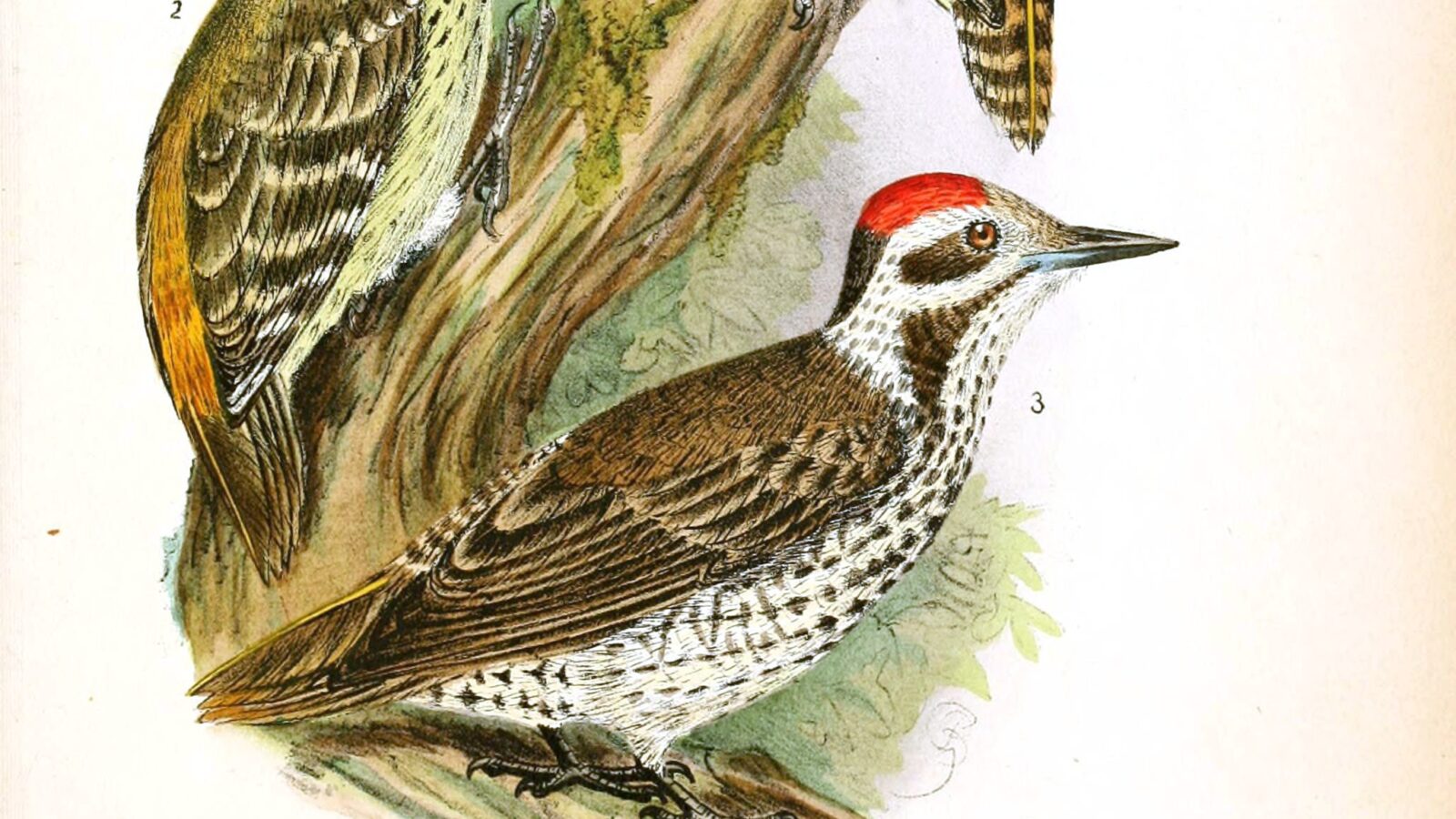 Stierling’s Woodpecker