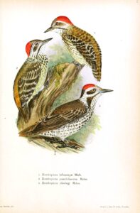Stierling’s Woodpecker