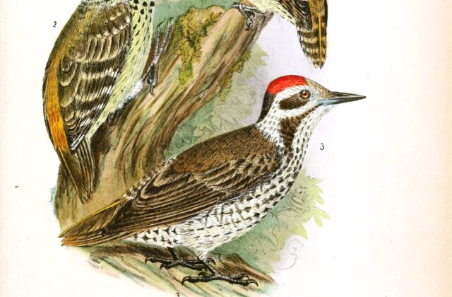 Stierling’s Woodpecker