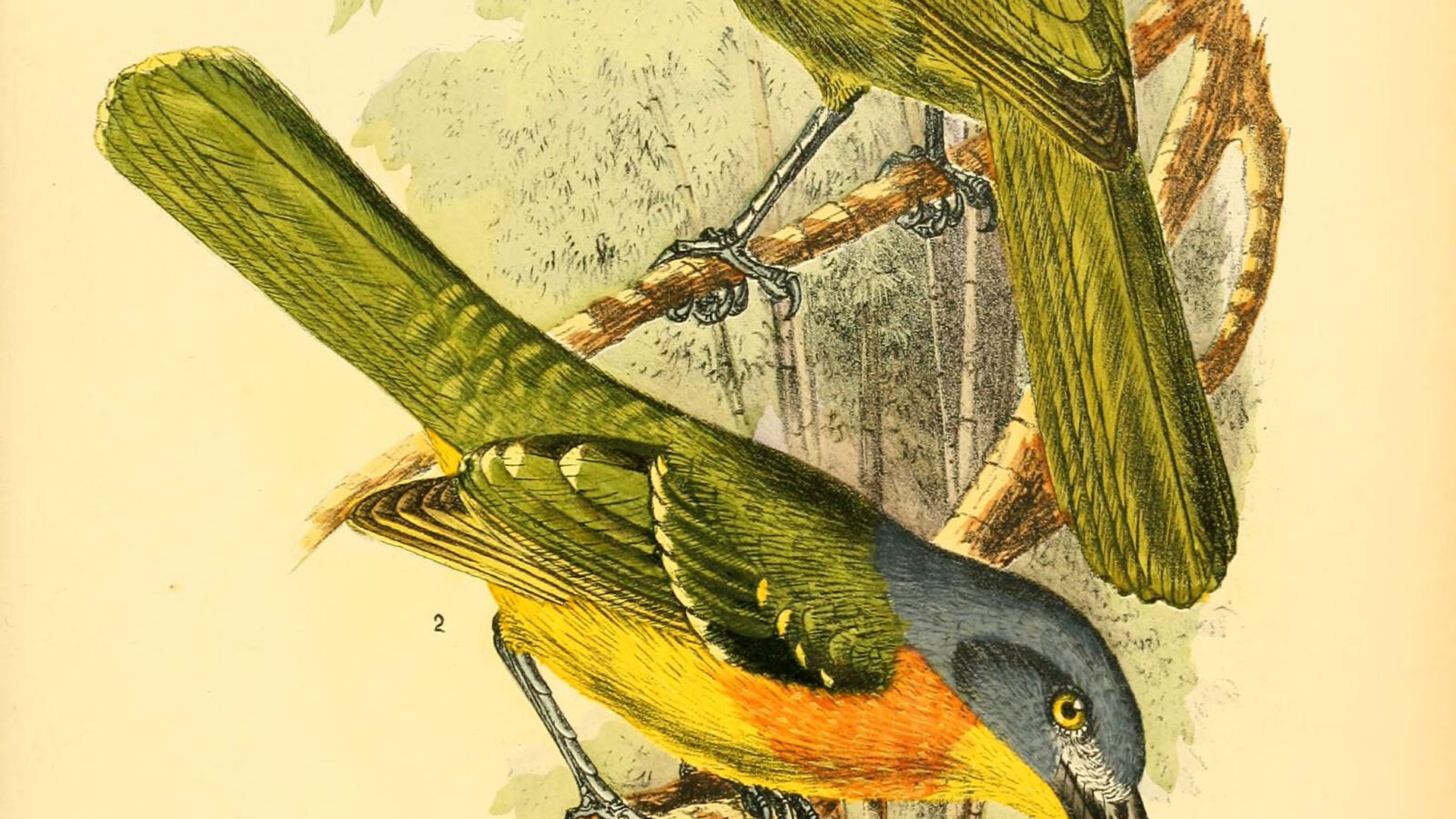 Green-breasted Bushshrike