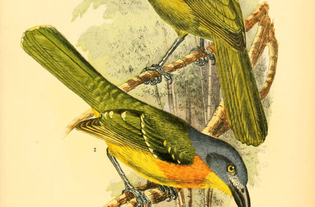 Green-breasted Bushshrike