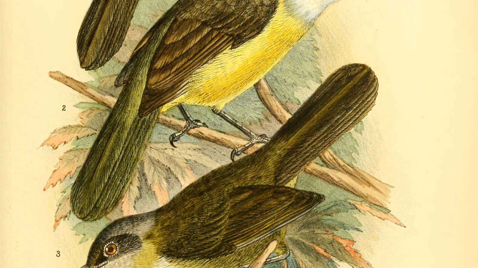 Cameroon Mountain Greenbul