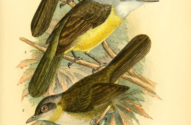 Cameroon Mountain Greenbul