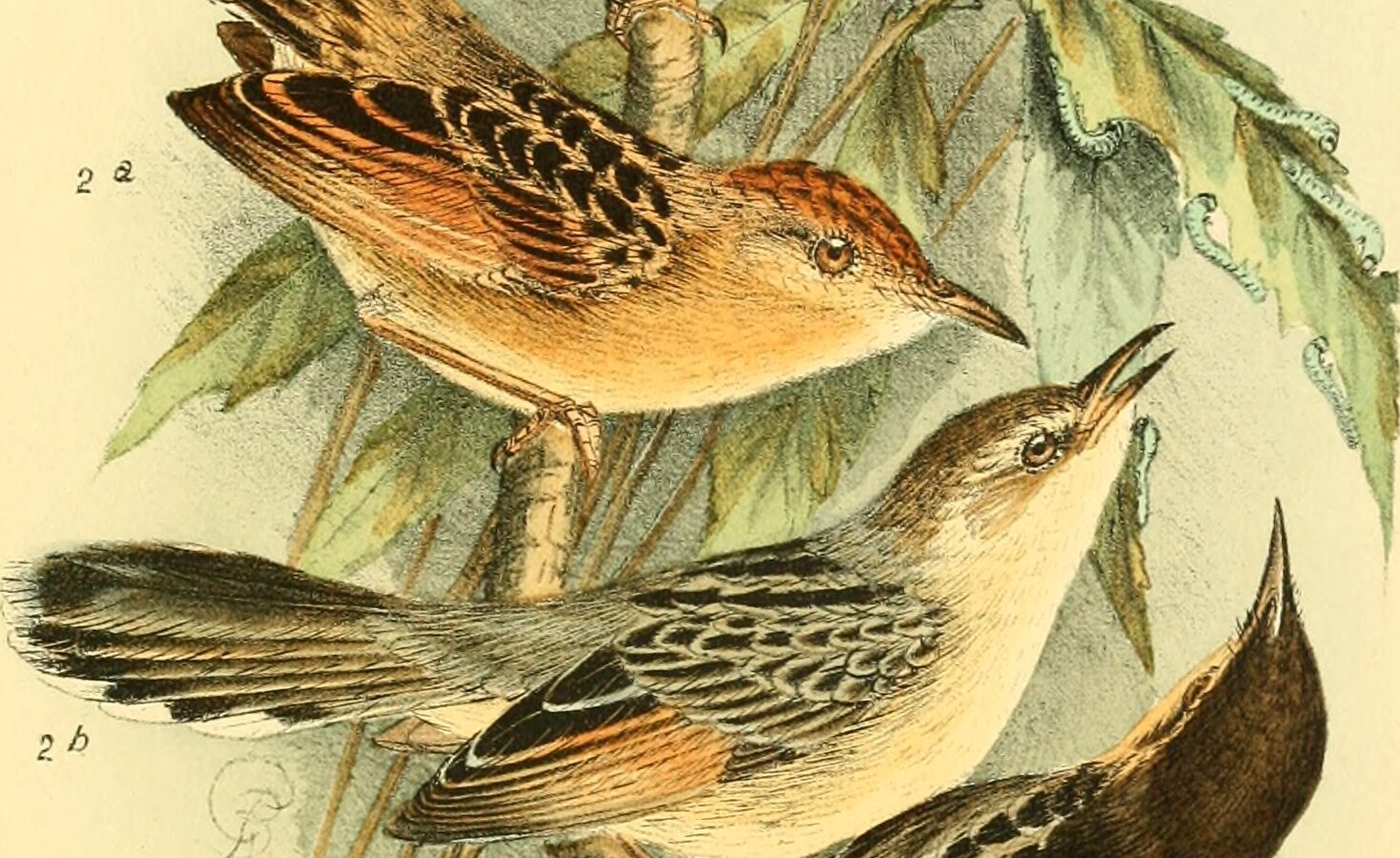 Coastal Cisticola