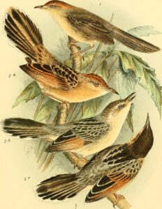 Coastal Cisticola