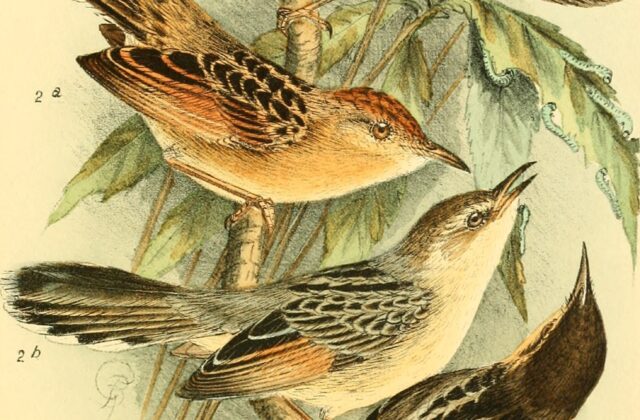 Coastal Cisticola