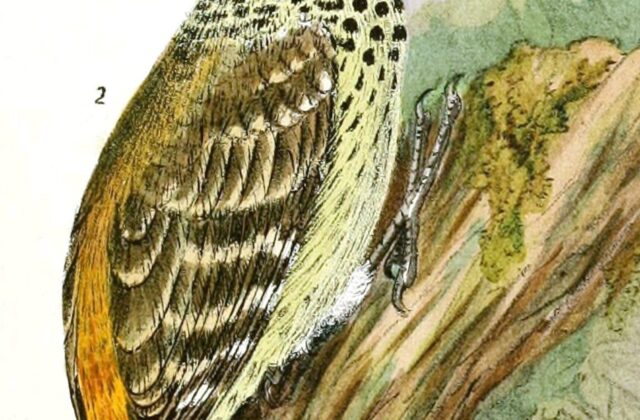 Speckle-breasted Woodpecker