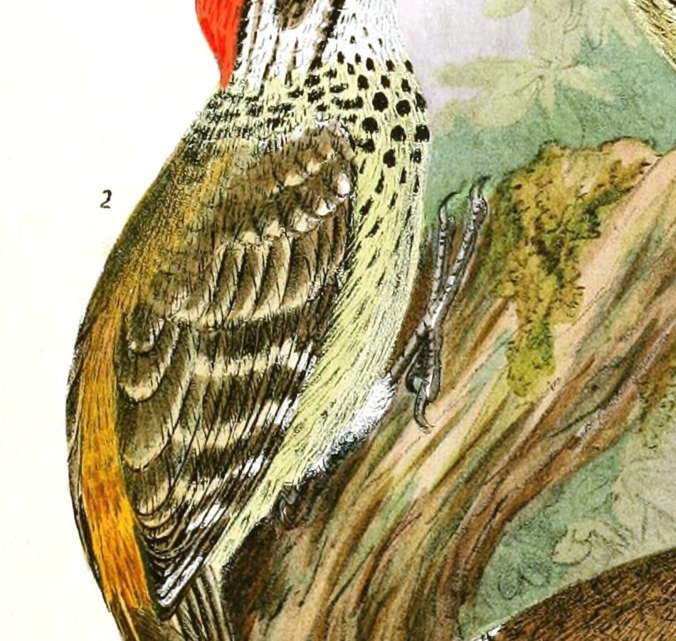 Speckle-breasted Woodpecker