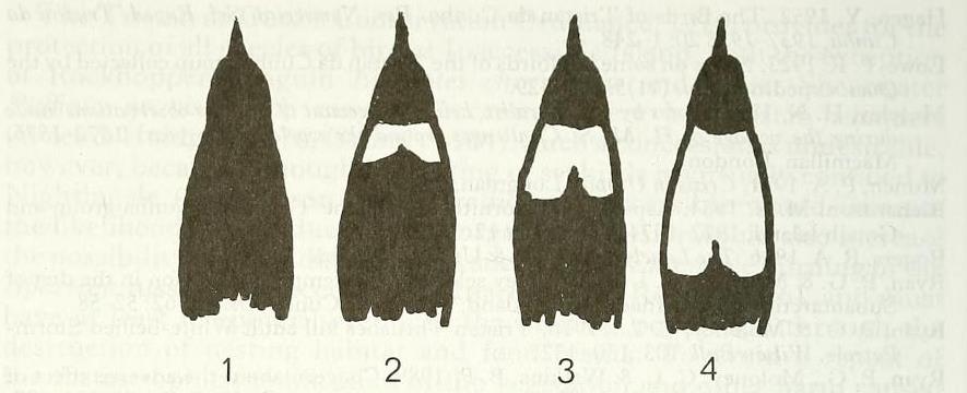 Ibadan Malimbe