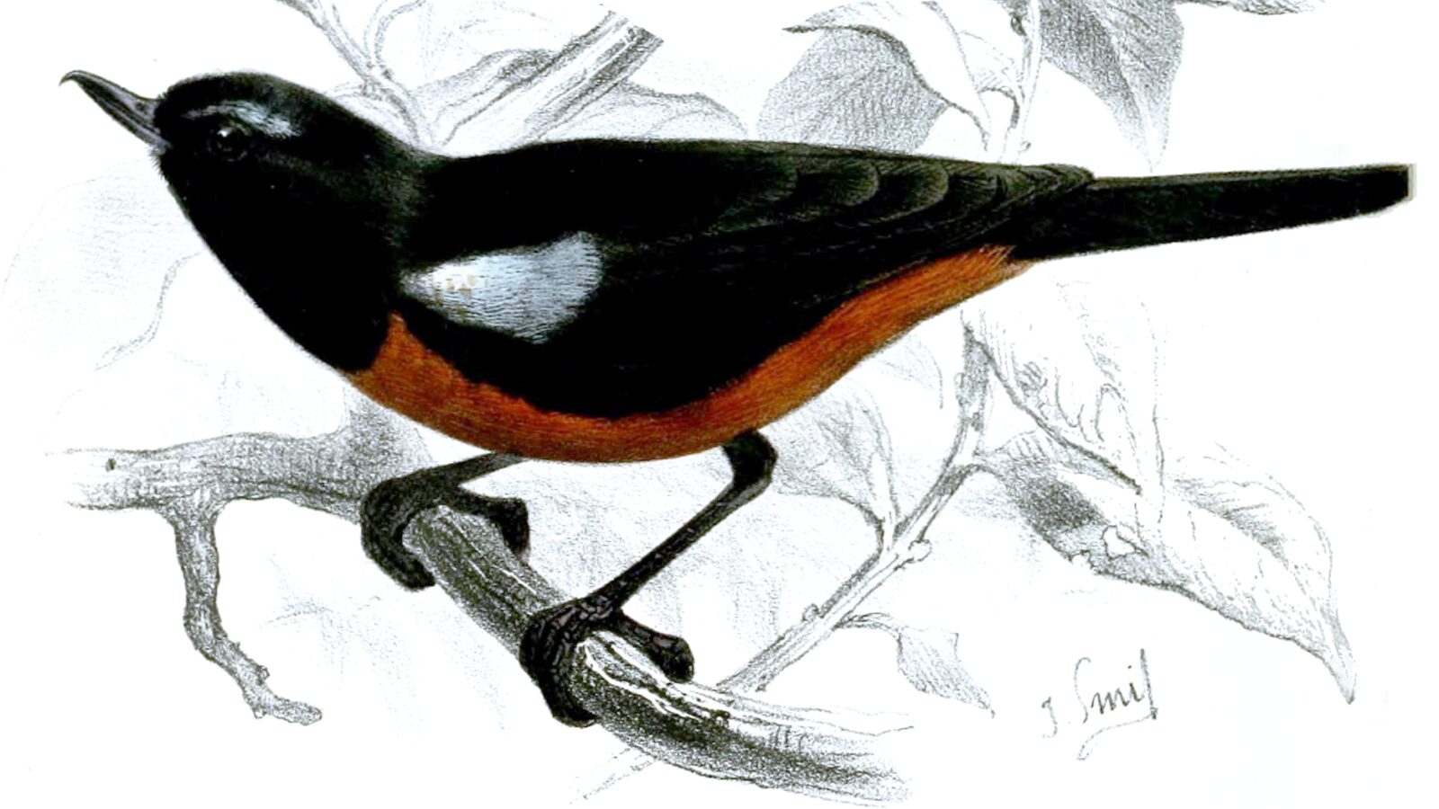 Merida Flowerpiercer