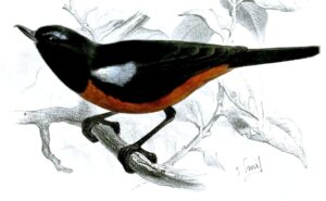 Merida Flowerpiercer