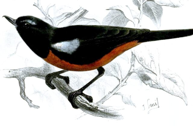 Merida Flowerpiercer