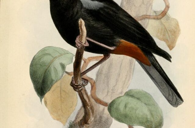 Moustached Flowerpiercer