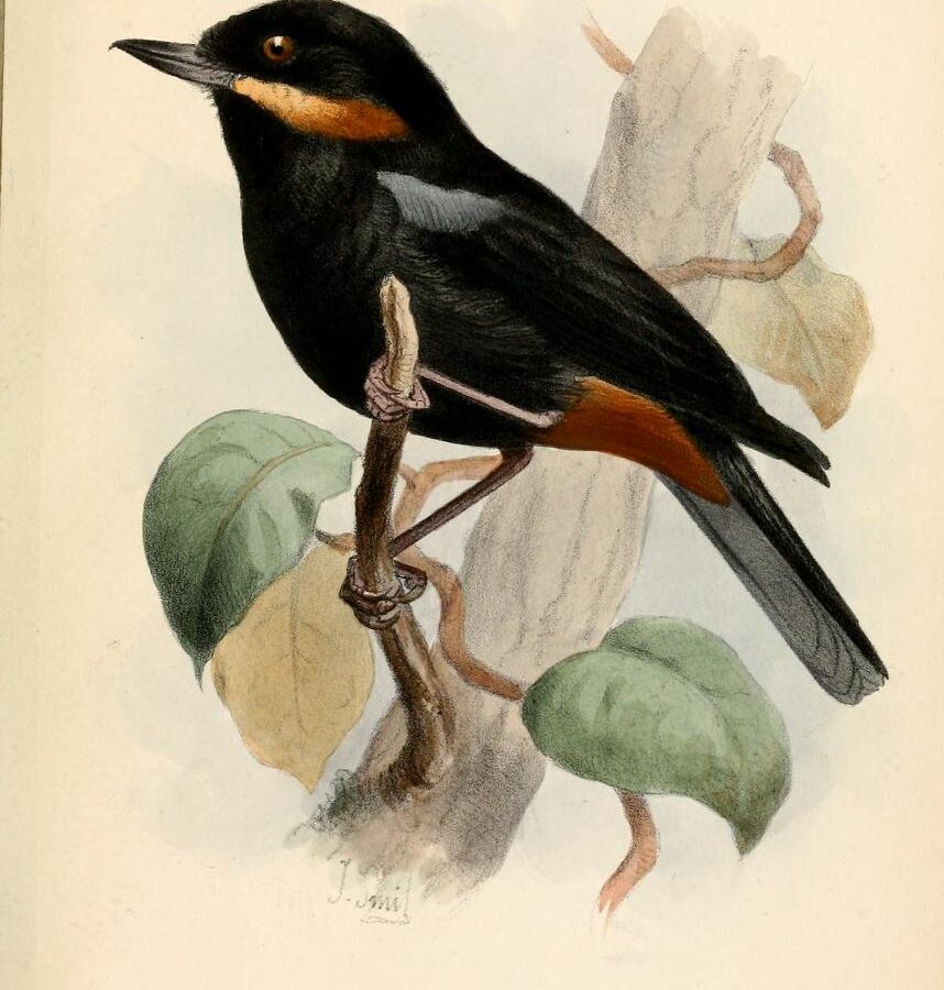 Moustached Flowerpiercer