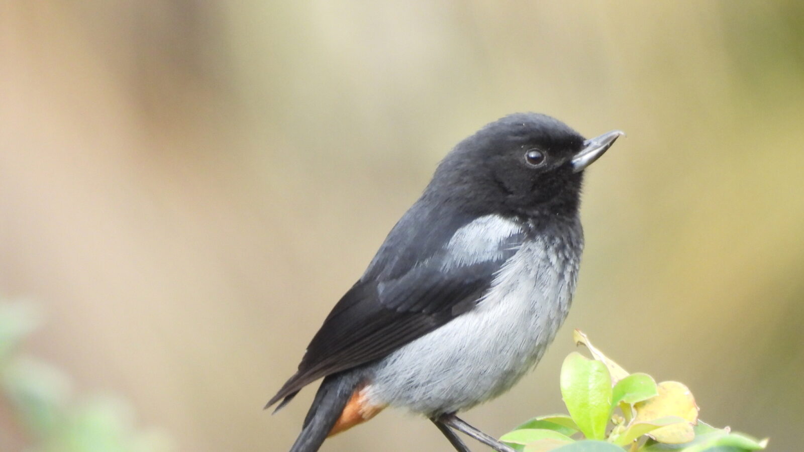 Grey-bellied Flowerpiercer