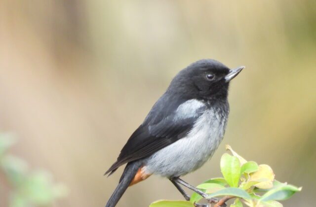 Grey-bellied Flowerpiercer