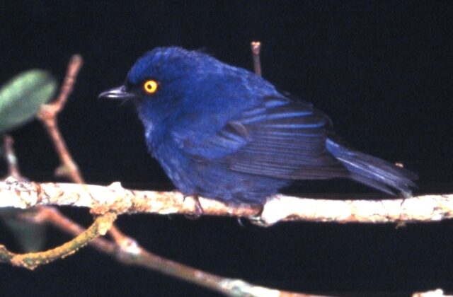 Golden-eyed Flowerpiercer