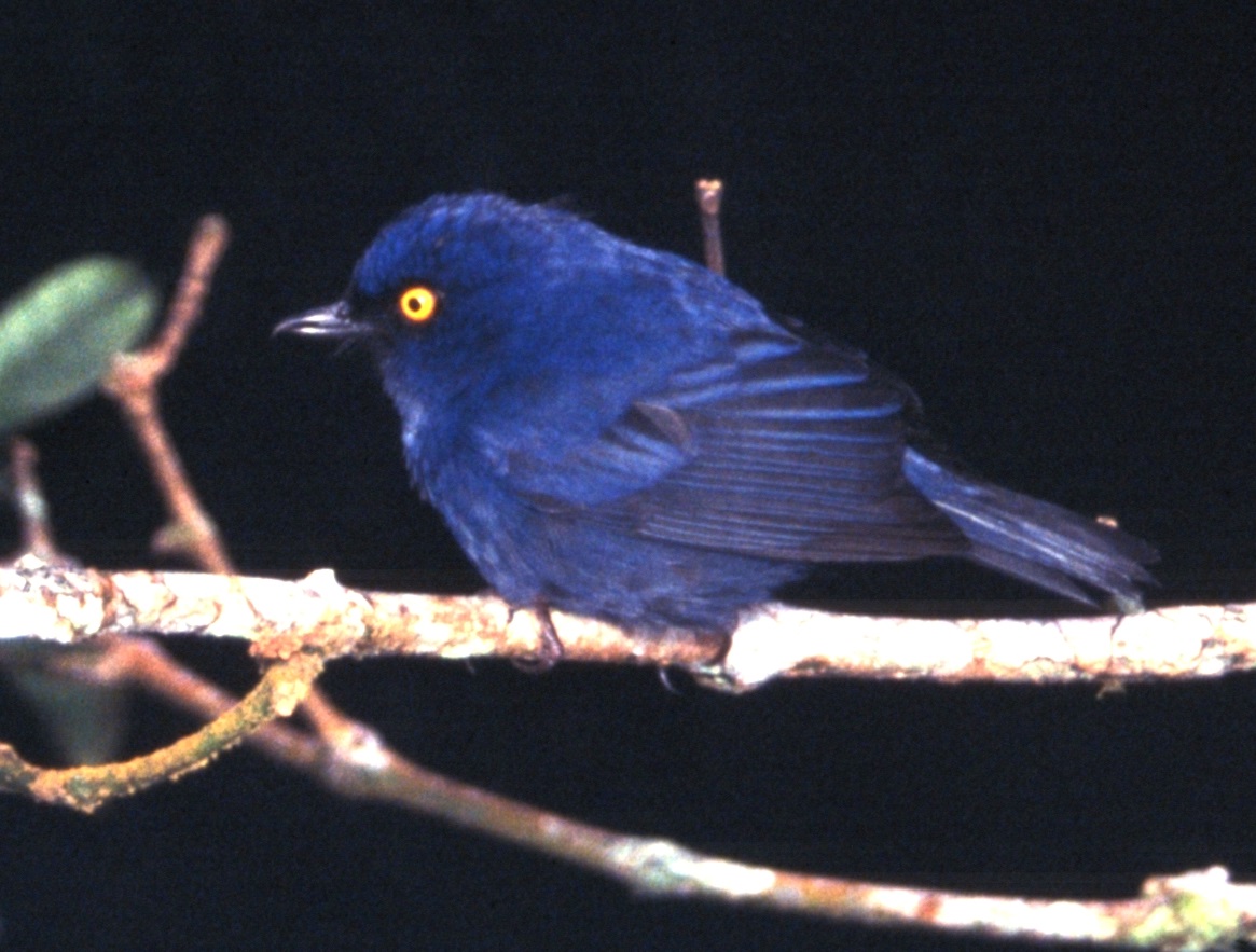 Golden-eyed Flowerpiercer