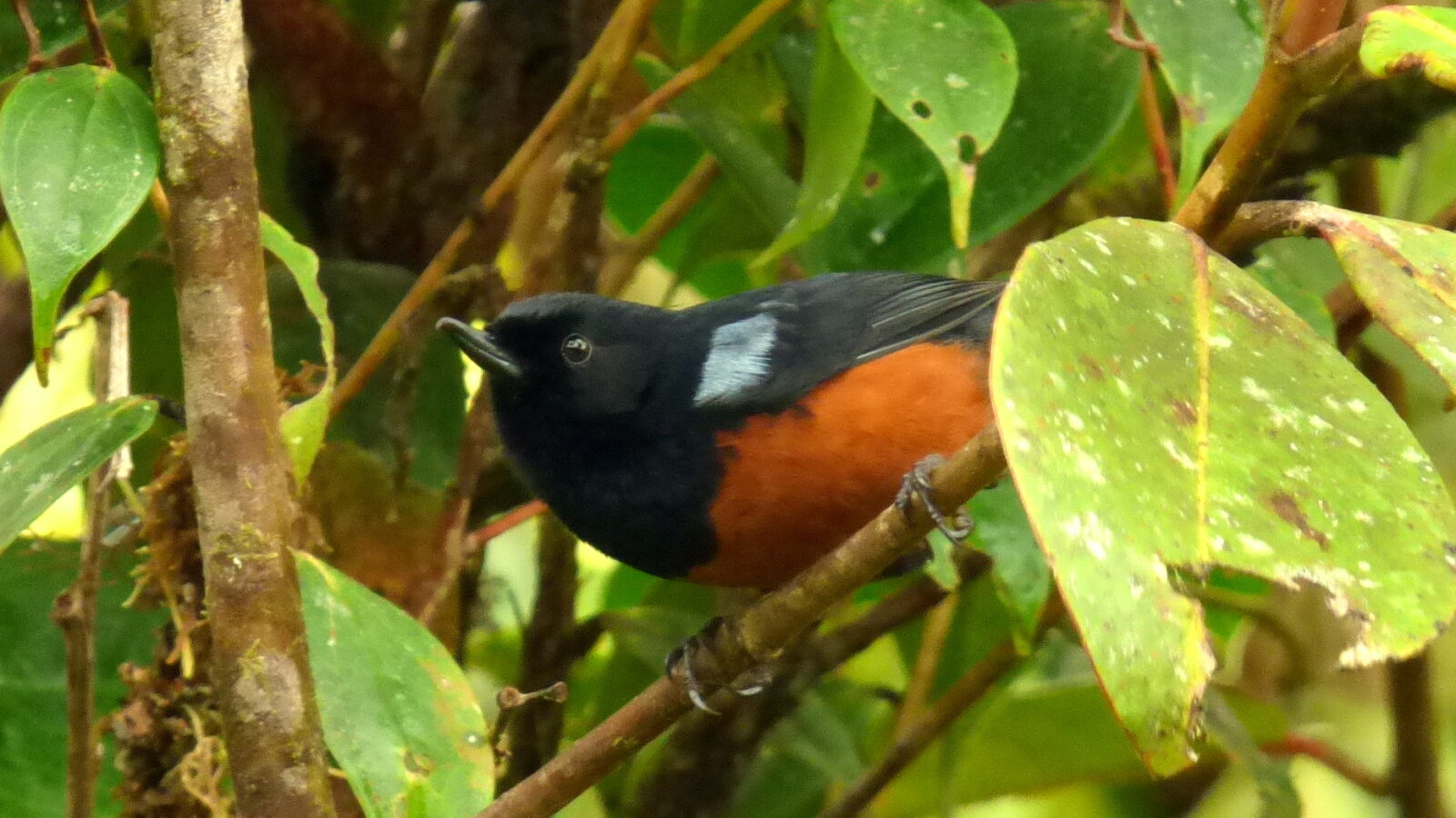 Chestnut-bellied Flowerpiercer