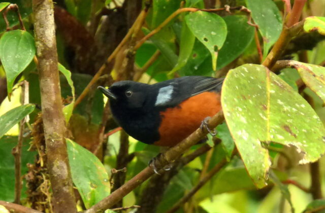Chestnut-bellied Flowerpiercer