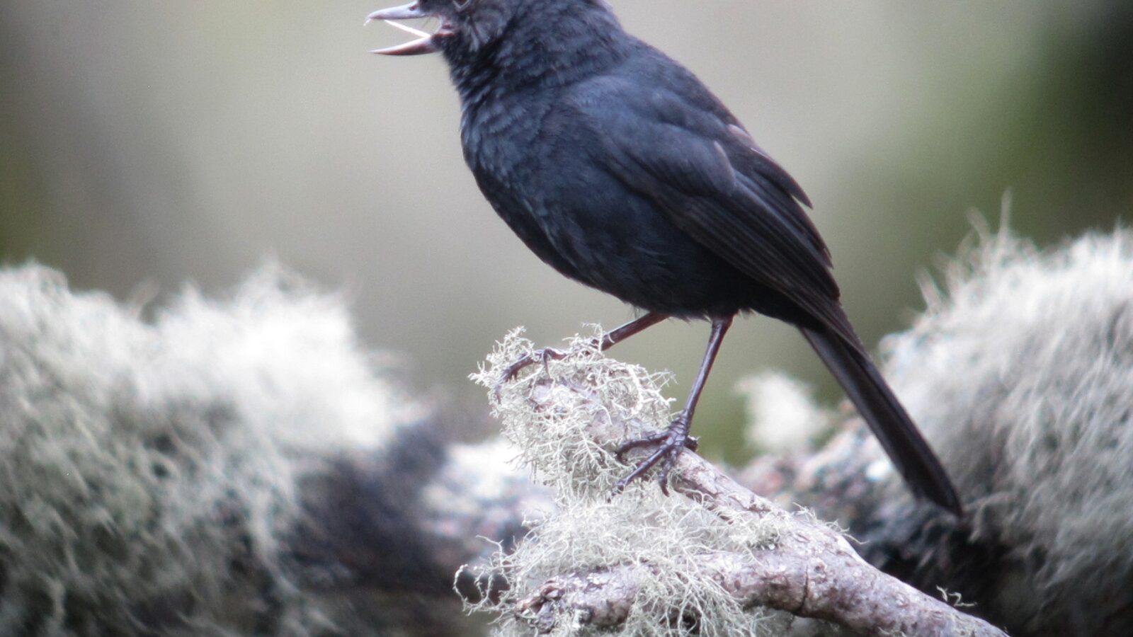 Black Flowerpiercer