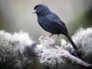 Black Flowerpiercer