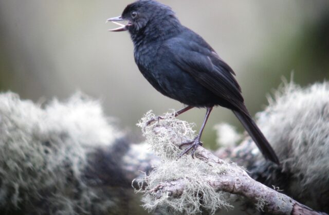 Black Flowerpiercer