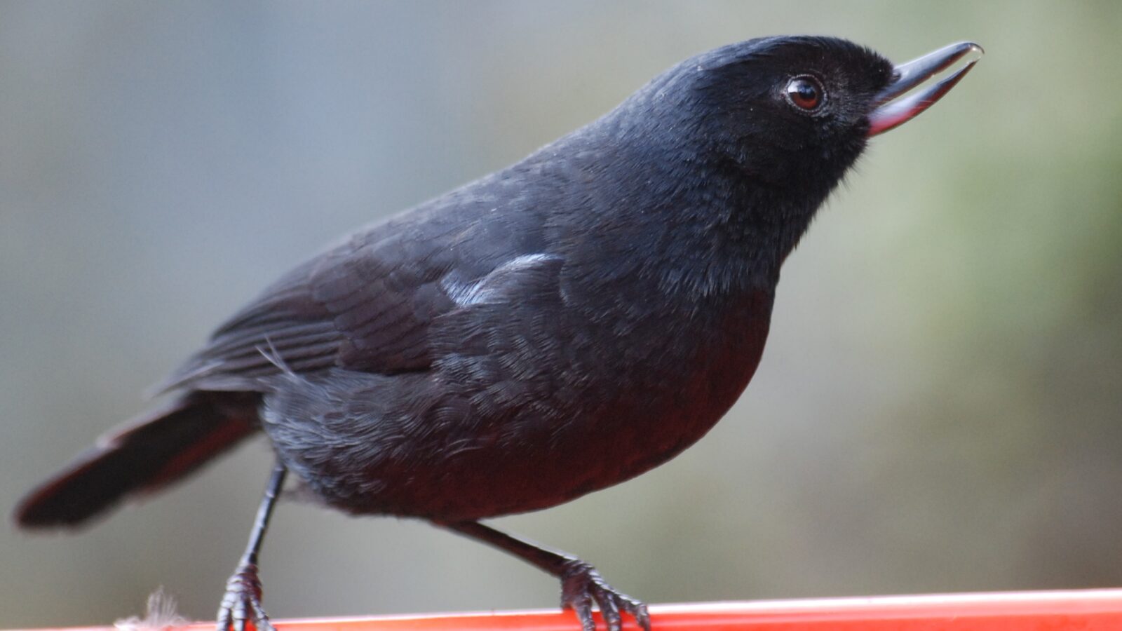 Glossy Flowerpiercer